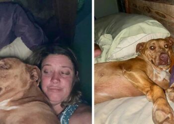 Un couple se réveille et trouve une petite chienne inconnue blottie dans son lit