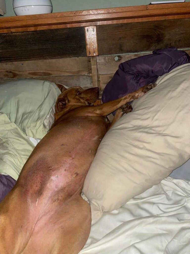 Un couple se réveille et trouve une petite chienne inconnue blottie dans son lit 3 Un couple se réveille et trouve une petite chienne inconnue blottie dans son lit