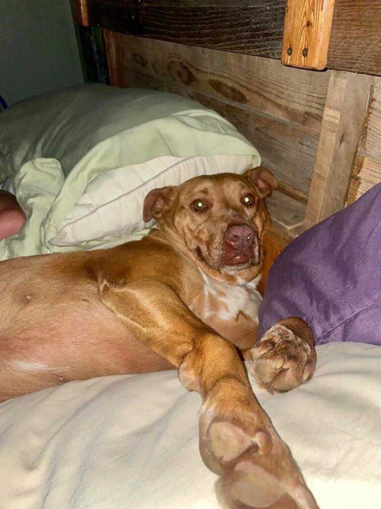 Un couple se réveille et trouve une petite chienne inconnue blottie dans son lit 2 Un couple se réveille et trouve une petite chienne inconnue blottie dans son lit