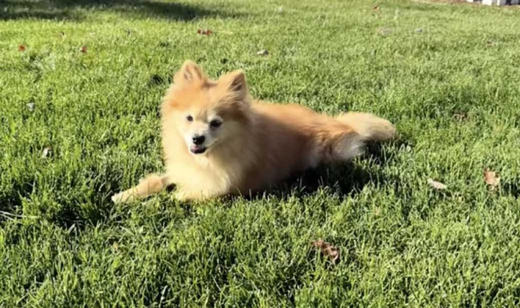 Un vieux chien découvre enfin la douceur de vivre après 12 ans passés en cage