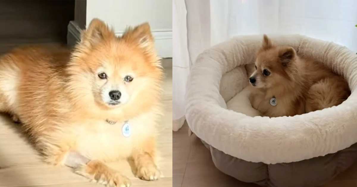 Un vieux chien découvre enfin la douceur de vivre après 12 ans passés en cage