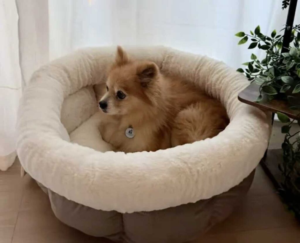 Un vieux chien découvre enfin la douceur de vivre après 12 ans passés en cage