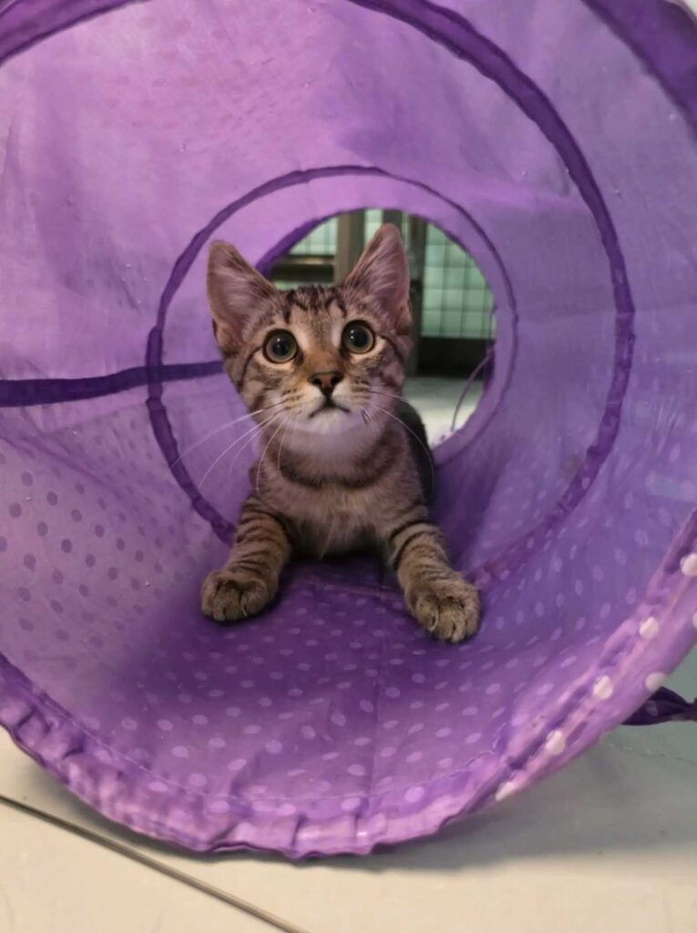 Deux chatons en refuge touchent le cœur des employés en se tenant la patte à travers leurs cages 2 Deux chatons en refuge touchent le cœur des employés en se tenant la patte à travers leurs cages