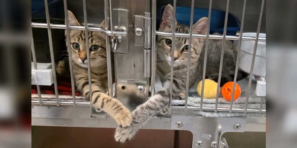 Deux chatons en refuge touchent le cœur des employés en se tenant la patte à travers leurs cages