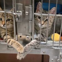 Deux chatons en refuge touchent le cœur des employés en se tenant la patte à travers leurs cages