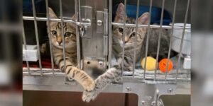 Deux chatons en refuge touchent le cœur des employés en se tenant la patte à travers leurs cages