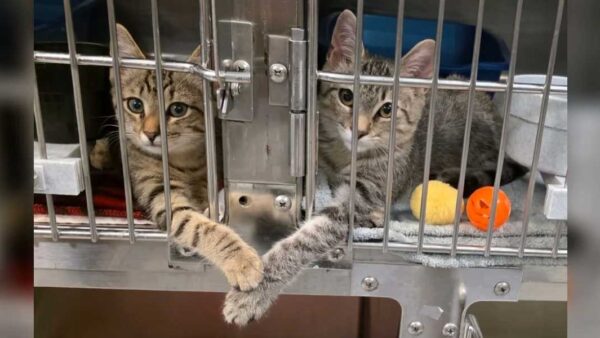 Deux chatons en refuge touchent le cœur des employés en se tenant la patte à travers leurs cages