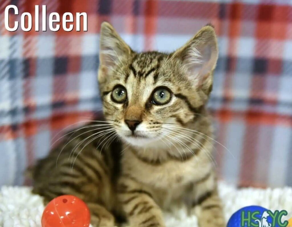 Deux chatons en refuge touchent le cœur des employés en se tenant la patte à travers leurs cages 3 Deux chatons en refuge touchent le cœur des employés en se tenant la patte à travers leurs cages