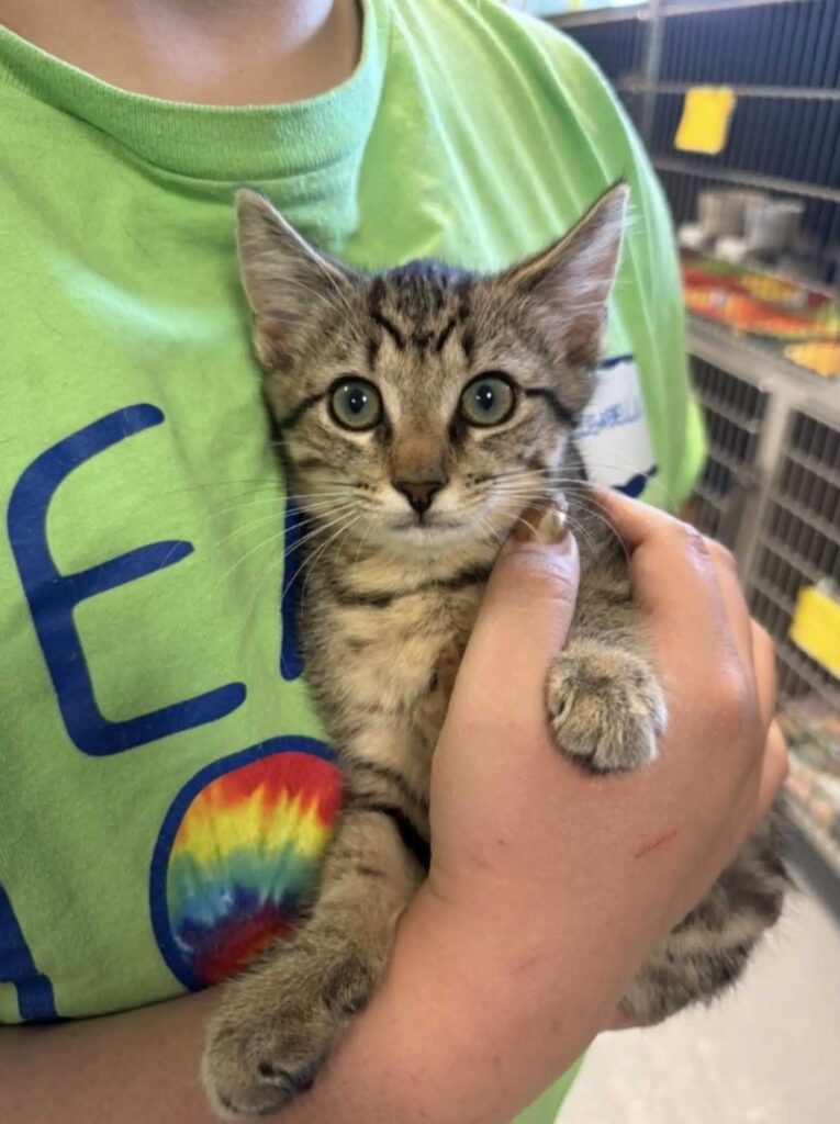 Deux chatons en refuge touchent le cœur des employés en se tenant la patte à travers leurs cages 4 Deux chatons en refuge touchent le cœur des employés en se tenant la patte à travers leurs cages
