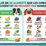 50 aliments que les chiens peuvent ou non manger