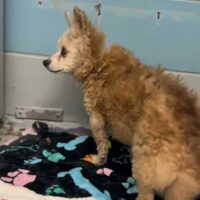 Agatha, 22 ans : retournée au refuge après 15 ans de vie en famille