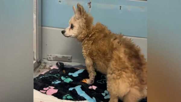 Agatha, 22 ans : retournée au refuge après 15 ans de vie en famille