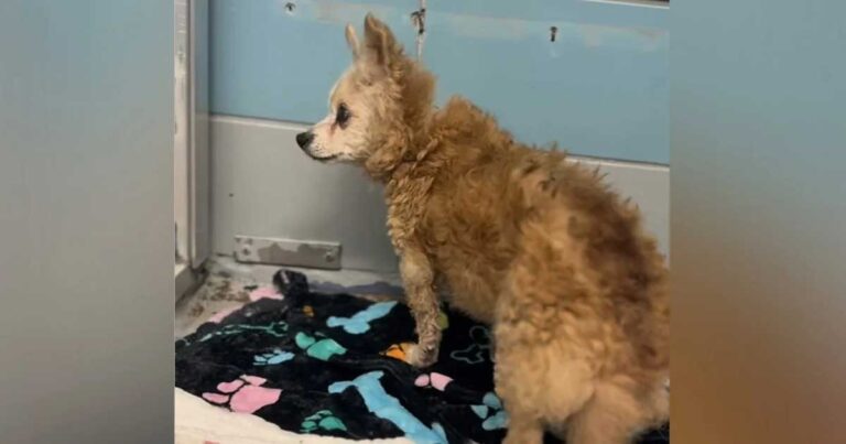 Agatha, 22 ans retournée au refuge après 15 ans de vie en famille