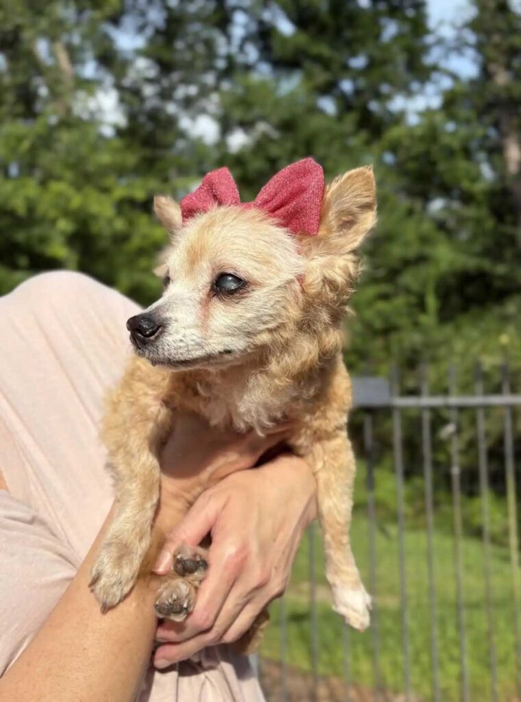 Agatha, 22 ans : retournée au refuge après 15 ans de vie en famille 4 Agatha, 22 ans retournée au refuge après 15 ans de vie en famille