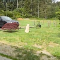 Un chien revient chaque jour au même endroit… comme s’il attendait encore son ami disparu
