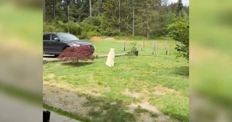 Chien assis chaque jour au même endroit attendant le retour de son ami disparu