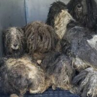 Des chiens fortement emmêlés et recroquevillés dans un refuge… puis un simple bain change tout