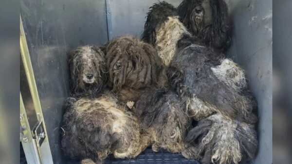 Des chiens fortement emmêlés et recroquevillés dans un refuge… puis un simple bain change tout