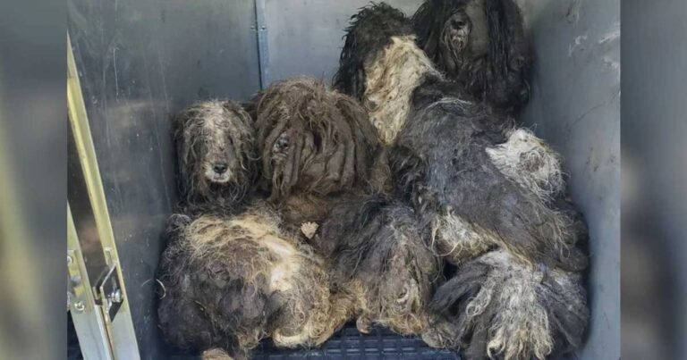 Des chiens fortement emmêlés et recroquevillés dans un refuge
