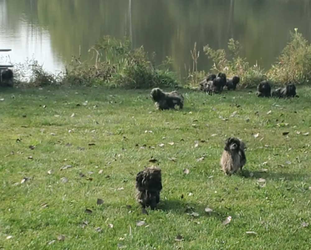 Des chiens fortement emmêlés et recroquevillés dans un refuge