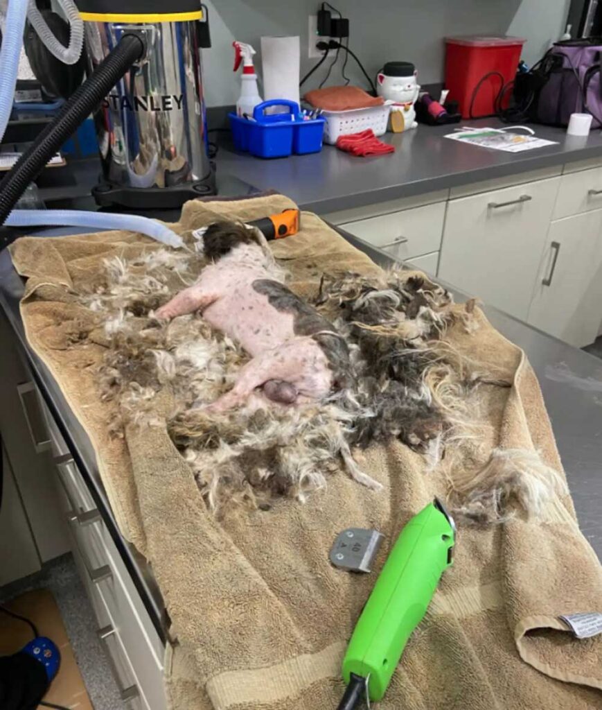 Des chiens fortement emmêlés et recroquevillés dans un refuge