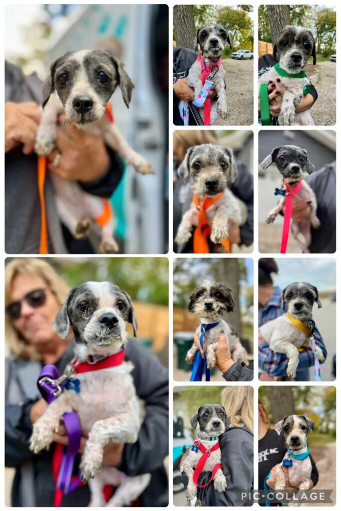Des chiens fortement emmêlés et recroquevillés dans un refuge