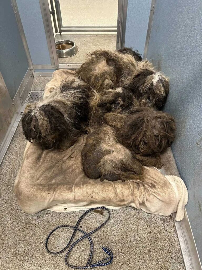 Des chiens fortement emmêlés et recroquevillés dans un refuge