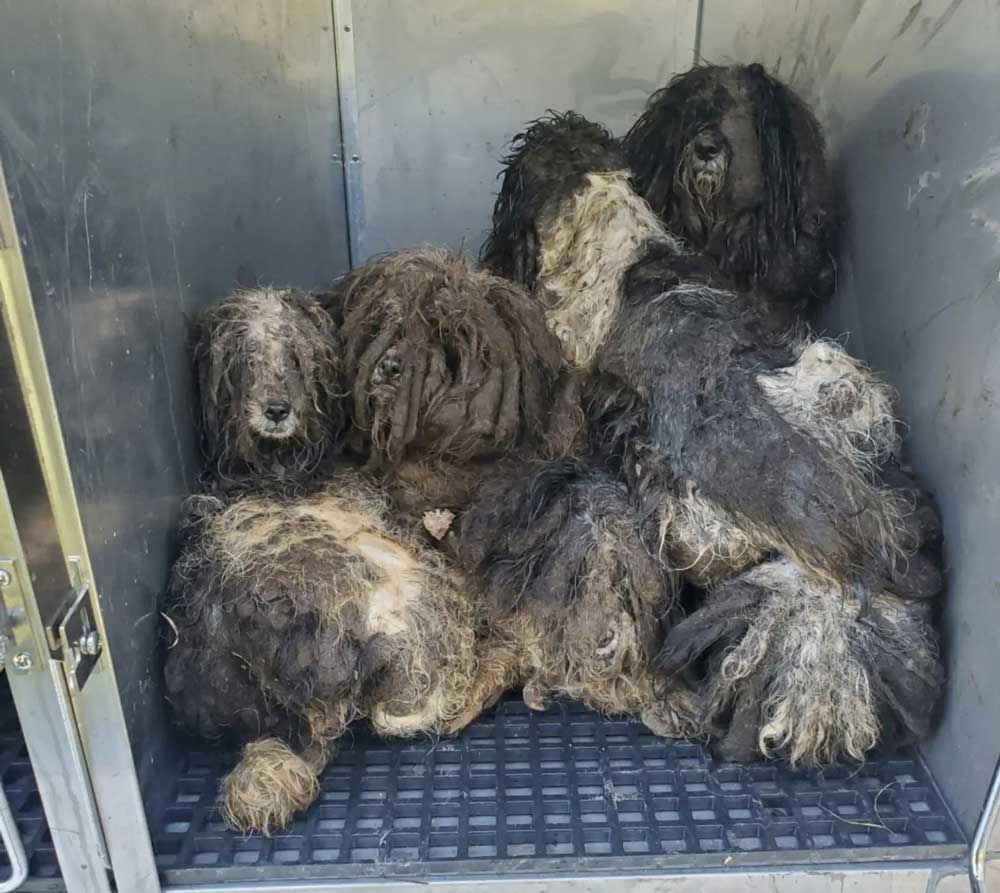 Des chiens fortement emmêlés et recroquevillés dans un refuge