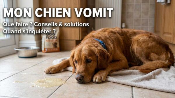 Mon chien vomit : causes, que faire et quand consulter