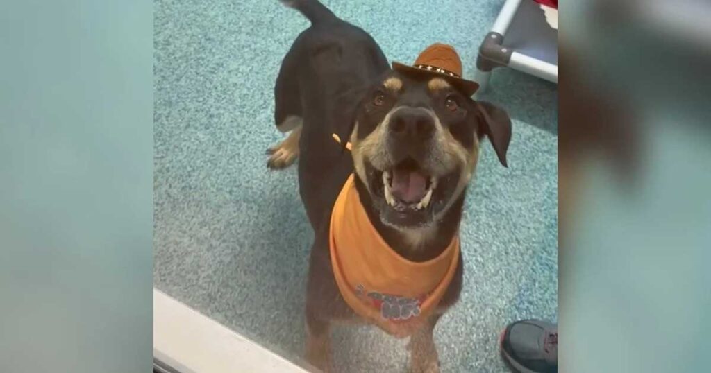 Un chien attend sa famille… mais personne ne vient : une scène bouleversante qui choque les refuges