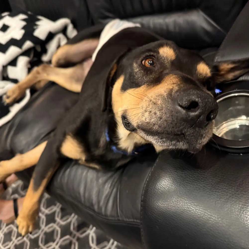 Un chien attend sa famille… mais personne ne vient : une scène bouleversante qui choque les refuges 3 Un chien attend sa famille… mais personne ne vient