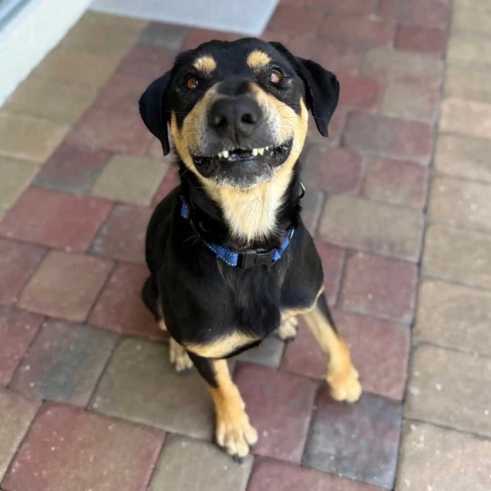 Un chien attend sa famille… mais personne ne vient : une scène bouleversante qui choque les refuges 2 Un chien attend sa famille… mais personne ne vient