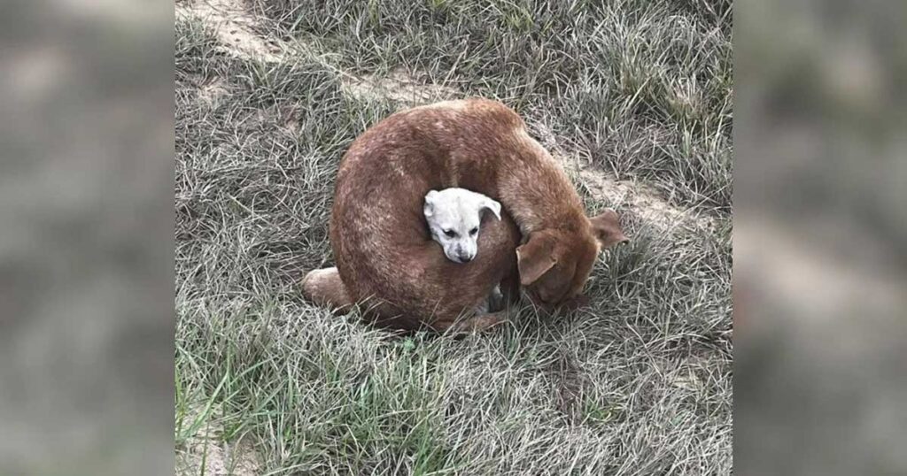 Une chienne errante retrouvée enroulée autour de son bébé pour le protéger du froid glacial