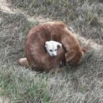Une chienne errante retrouvée enroulée autour de son bébé pour le protéger du froid glacial