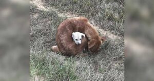 Une chienne errante retrouvée enroulée autour de son bébé pour le protéger du froid glacial