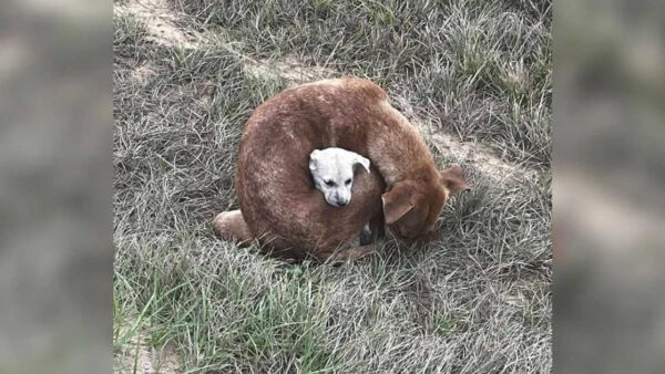 Une chienne errante retrouvée enroulée autour de son bébé pour le protéger du froid glacial