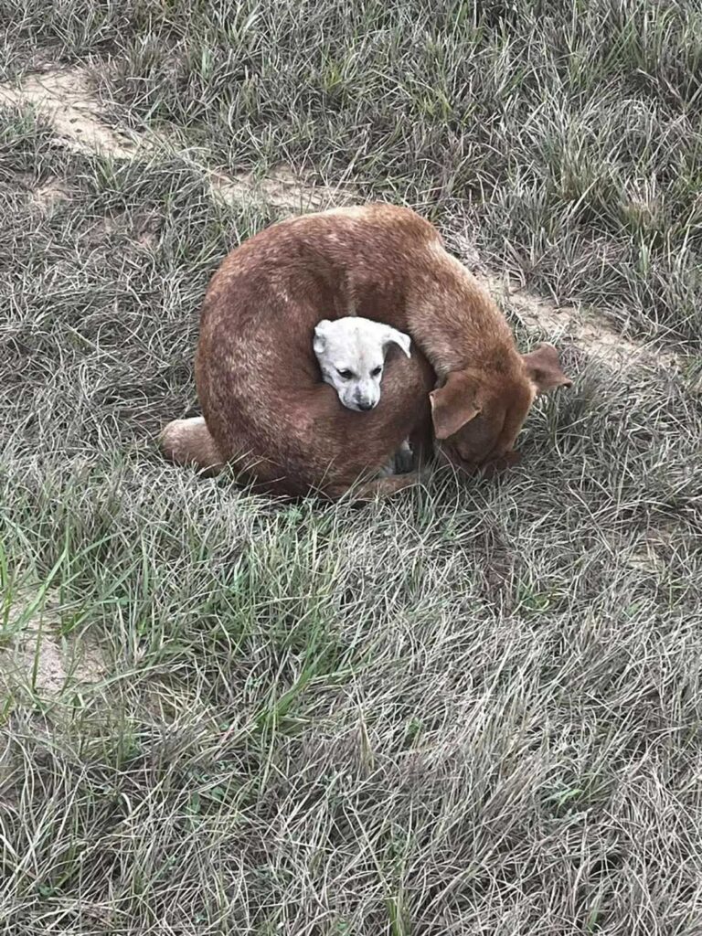 Une chienne errante retrouvée enroulée autour de son bébé pour le protéger du froid glacial