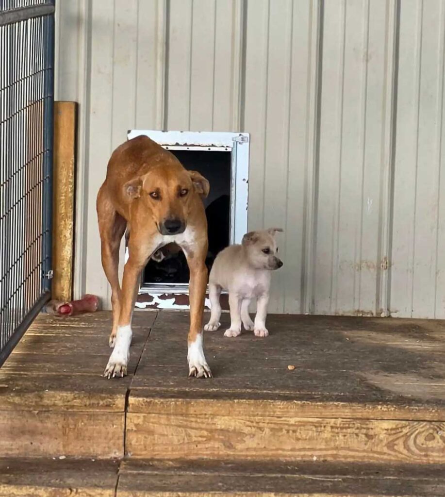 Une chienne errante retrouvée enroulée autour de son bébé pour le protéger du froid glacial