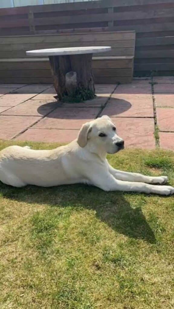 chien-amitie-voisin-jardin