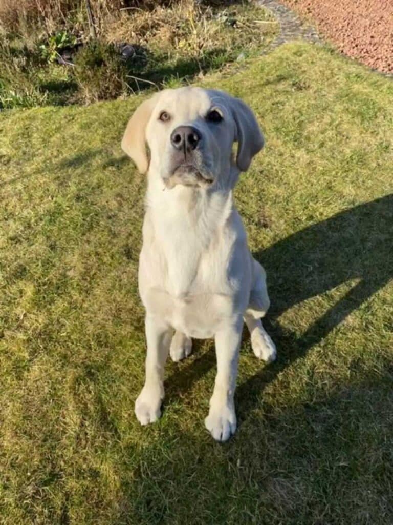chien-attend-voisin-cloture