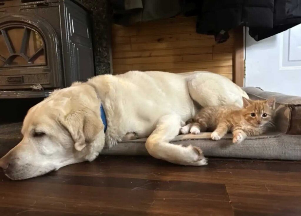 Chien assis chaque jour au même endroit attendant le retour de son ami disparu
