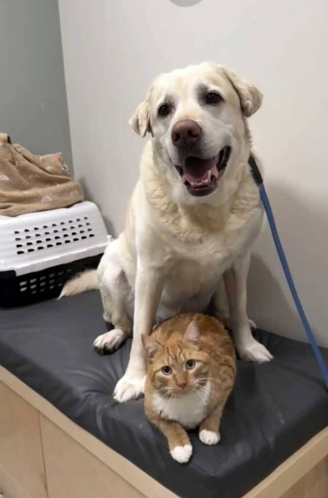 Chien assis chaque jour au même endroit attendant le retour de son ami disparu