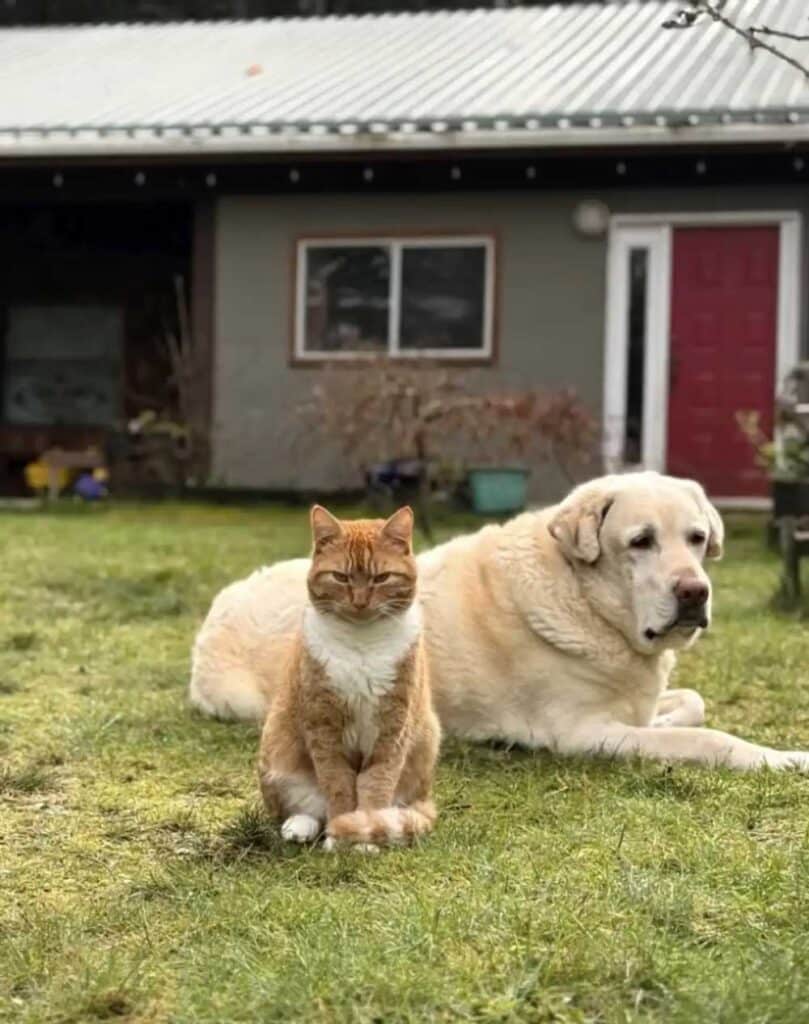 Chien assis chaque jour au même endroit attendant le retour de son ami disparu