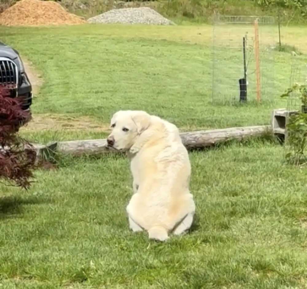 Chien assis chaque jour au même endroit attendant le retour de son ami disparu