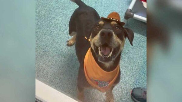 Un chien attend sa famille… mais personne ne vient : une scène bouleversante qui choque les refuges