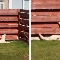 Une femme découvre que son chien entretient une « relation secrète » avec le voisin depuis des mois