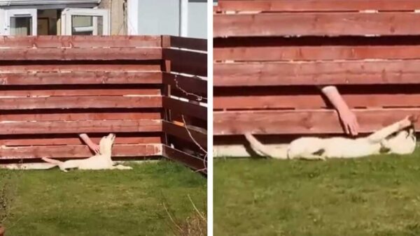 Une femme découvre que son chien entretient une « relation secrète » avec le voisin depuis des mois