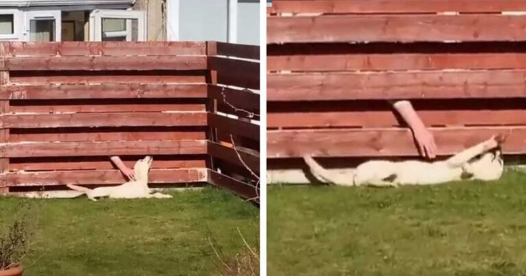 chien-relation-secrete-voisin