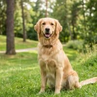 Combien coûte un chien par mois ? Le budget réel en 2026