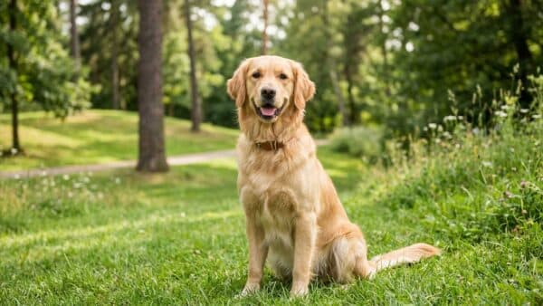 Combien coûte un chien par mois
